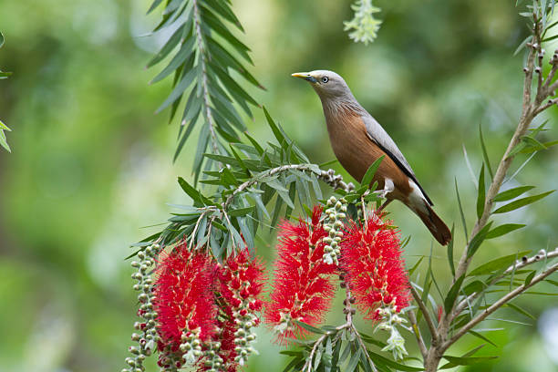 istock Chestnut-tailed starling in Bardia, Nepal 468487516