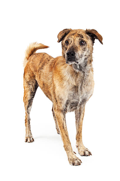 istock Pretty Large Crossbreed Dog Standing to Side 468488106
