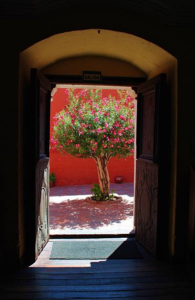 Pink Buganvilia Large heavy, wooden, carved louvre doors open to a bright sunny courtyard, light streaming through the doorway; with a large pink buganvilia tree with potted geranium plants and a red painted wall outside. Santa Catalina Covent, Arequipa, Peru, South America. buganvilia stock pictures, royalty-free photos & images