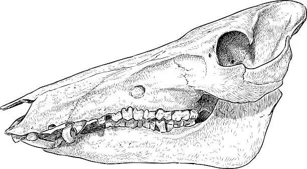 Vector illustration of swine skull