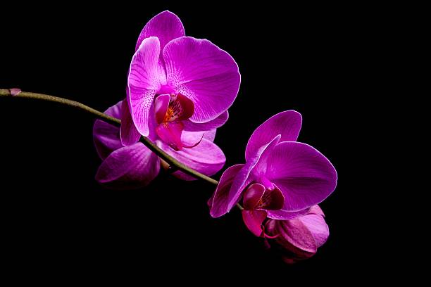 istock Orchid flowers on black background 468489310