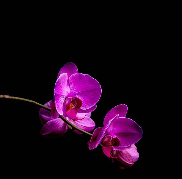 istock Orchid flowers on black background 468489316
