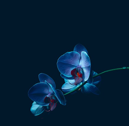 Orchid flowers isolated on black background. Beautiful nature background