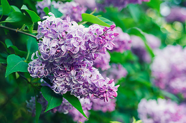 istock Branch of lilac flowers 468489762