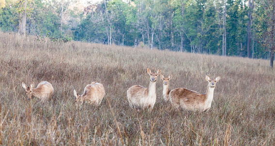 Five female Barasingha Deer, aka Swamp Deer, 