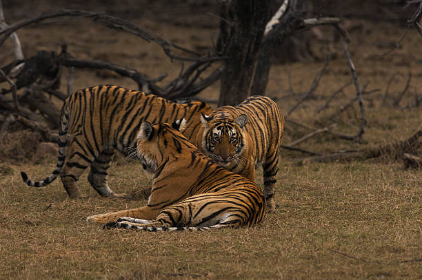 istock Tiger family in India 468490650