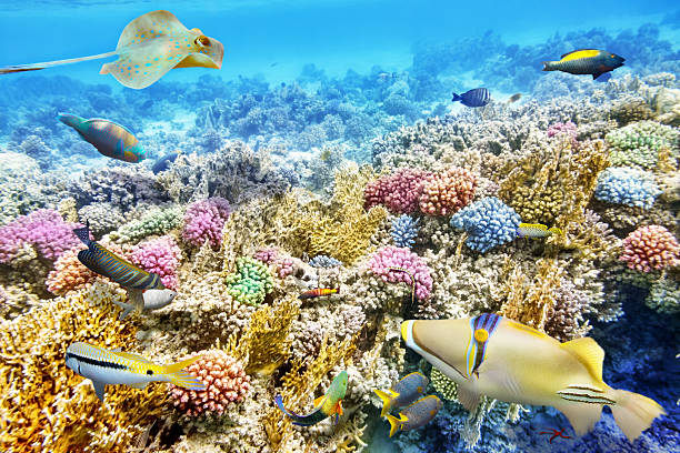 istock Underwater world with corals and tropical fish. 468490740