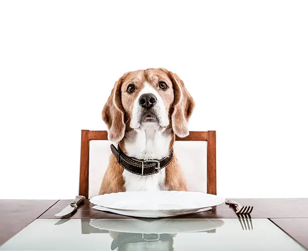 Photo of Dog waiting patiently for his supper 