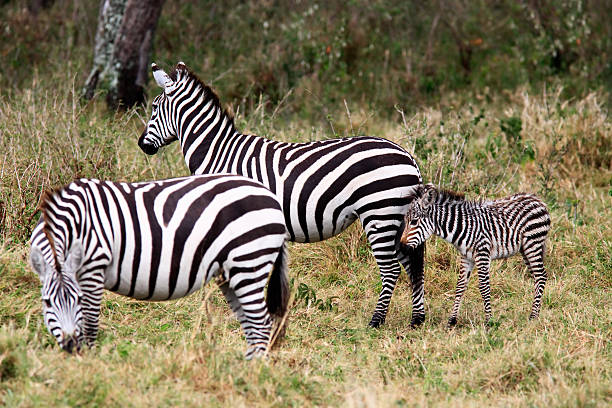 istock Grevy's Zebra Masai Mara reserve Kenya Africa 468491635