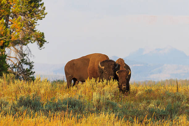 buffalos/bisons 높은 잔디, 옐로우스톤 국립 공원 - montana plain prairie mountain 뉴스 사진 이미지
