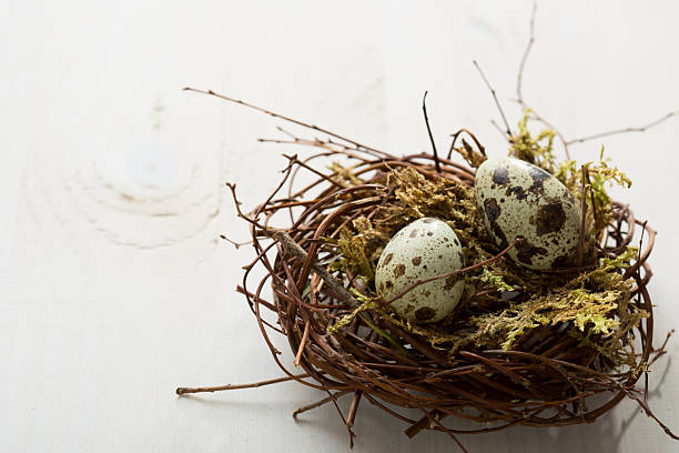 istock Two Quail eggs in nest on wooden table. 468492926