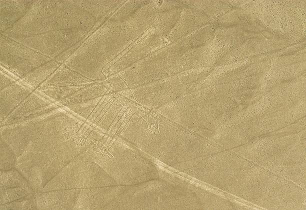 pies nazca geoglif linie w pustyni, peru - floating of ice zdjęcia i obrazy z banku zdjęć