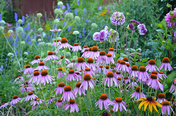 istock Colorful dahlia and echinacea garden 468496746