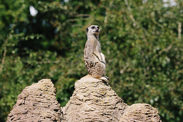 istock Meerkat on the lookout 468496950