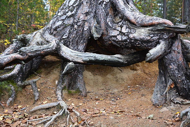 istock Tree roots. Picture can be used as a background 468497124