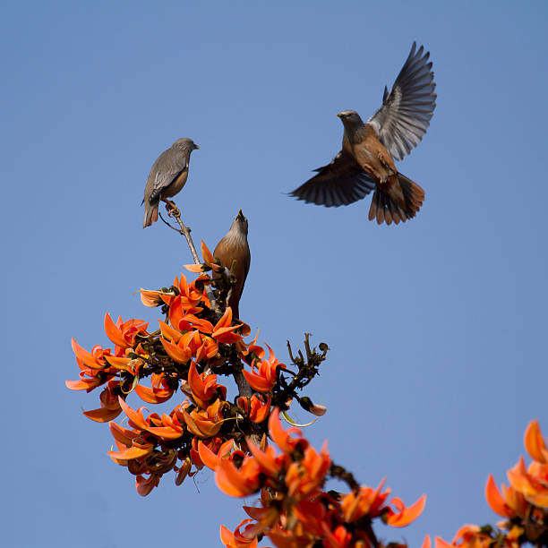 istock Chestnut-tailed starling   in Bardia, Nepal 468499962