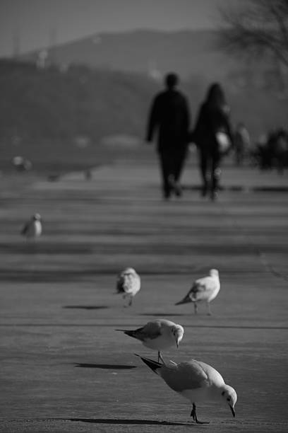 istock Seagulls and a couple 468500262