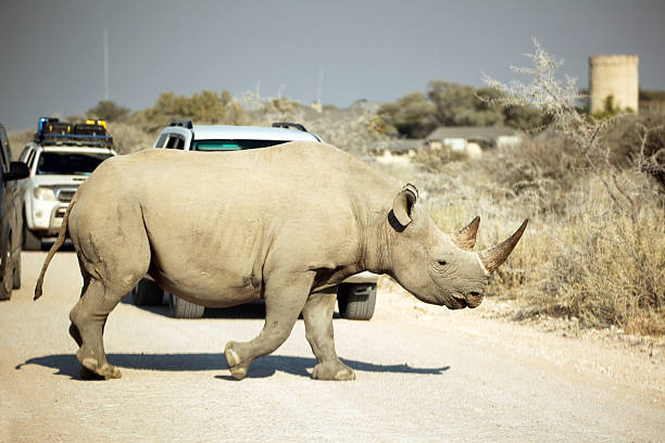 les voitures font une pause pour black rhino traverser la route au d'etosha - parc national detosha photos et images de collection