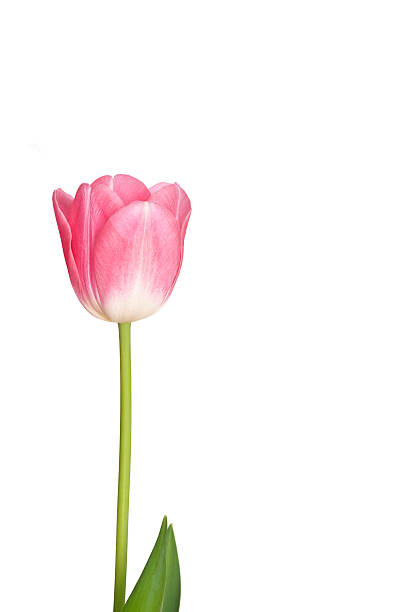 istock Pinks Tulip flowers on white background 468503608