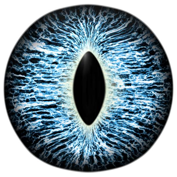 Animal eye close up