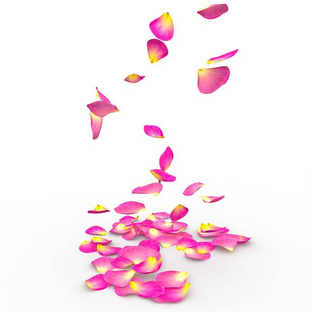 istock Rose petals on isolated background 468504066