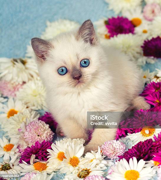 Cute Siamese Little Kitten In Flowers Stock Photo - Download Image Now - Cute, Flower, Kitten