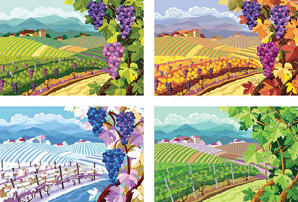 ilustraciones, imágenes clip art, dibujos animados e iconos de stock de viñedo, uvas bunches. four seasons. - four seasons cloud autumn plant