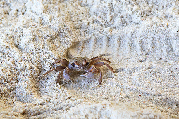 istock Madagascar Ghost crab on the beach of island Praslin 468505372