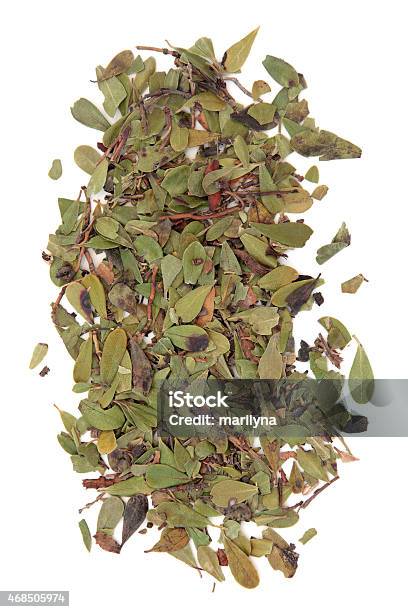 Uva Ursi Herb Stock Photo - Download Image Now - Leaf, 2015, Alternative Medicine