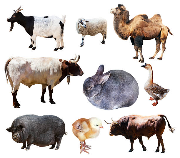 istock farm animals. Isolated over white background 468506000