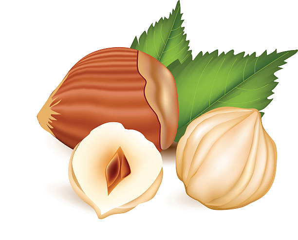 Hazelnuts. vector art illustration