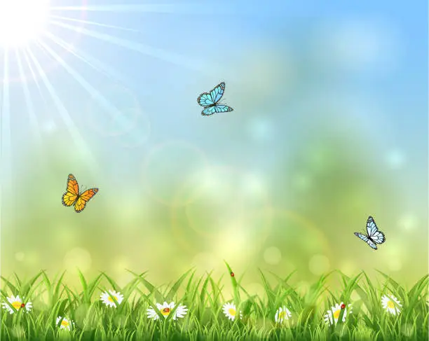 Vector illustration of Sunny background with butterflies