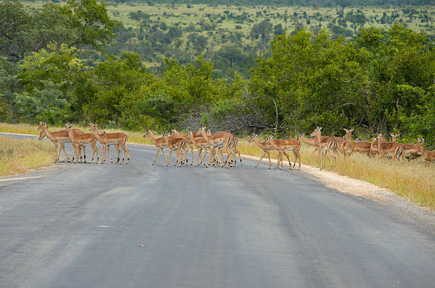 istock Impala antelopes crossing road in Kruger national park 468510462