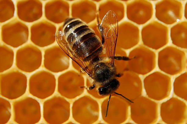 istock closeup of bee on honeycomb in apiary 468510540
