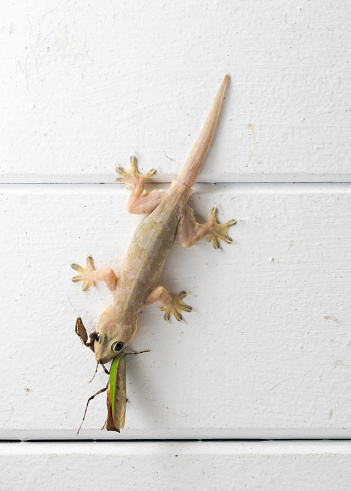 Closeup of a gecko eating a grasshopper