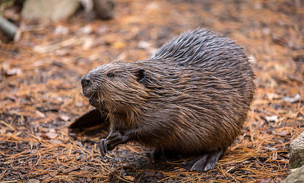 North American Beaver on the forest floor after a swim
