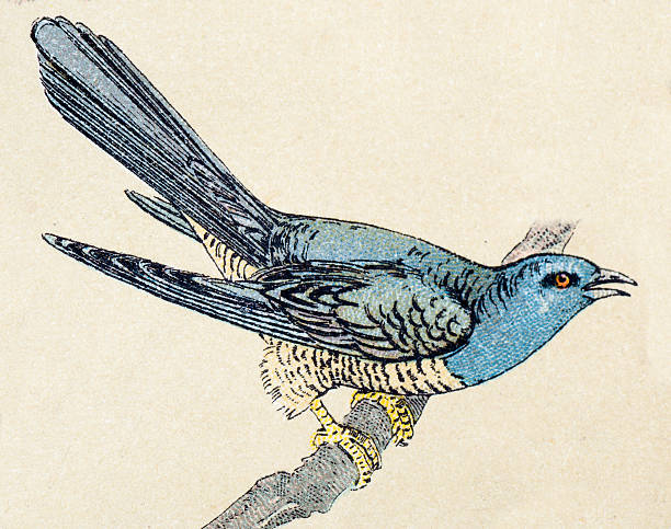 Common cuckoo, birds animals antique ilustration Common cuckoo, birds animals antique ilustration common cuckoo stock illustrations