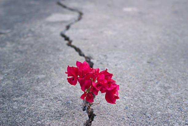 istock red beautiful flower growing on crack street 468511466