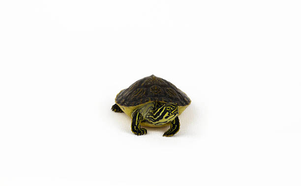 istock Yellow Bellied Slider 468511888