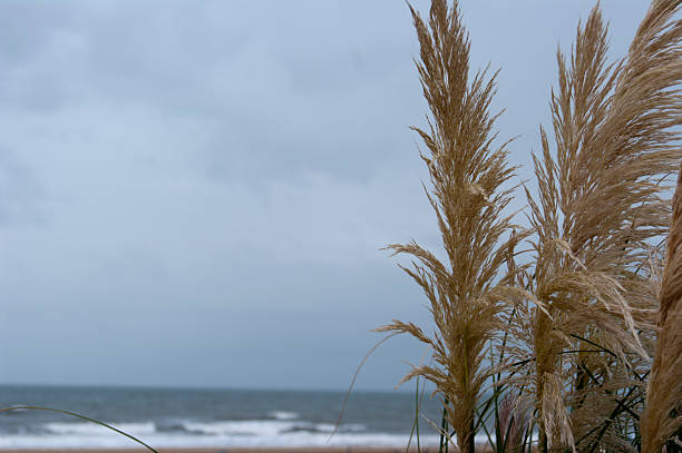 Walter frente/Beach - fotografia de stock