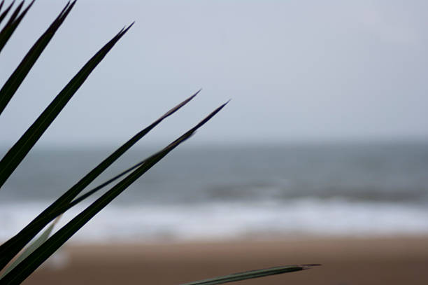 Walter davanti/Beach - foto stock