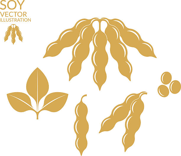 soja - soja stock illustrations