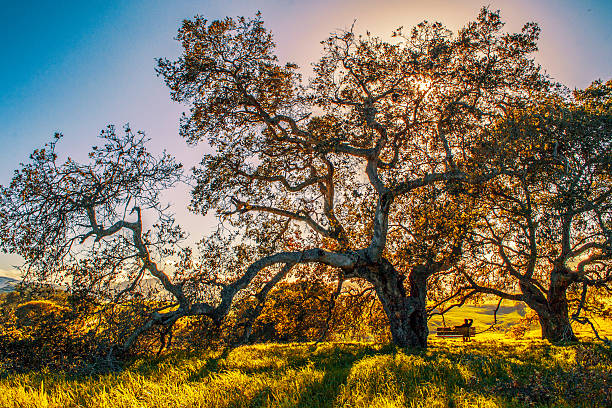 Big Tree in Sonoma County big tree in Regional Park in small town of Petaluma in Northern California petaluma stock pictures, royalty-free photos & images