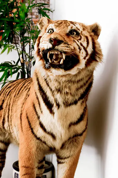 Photo of Frontal View of Bengal Tiger