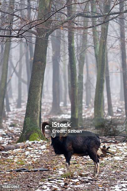 Mouflon With Trees Stock Photo - Download Image Now - One Animal, Agriculture, Animal