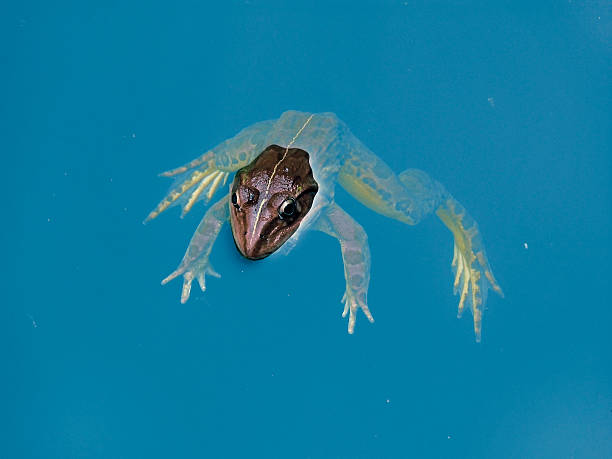 istock Rana cancrivora Frog, Ranidae 468516768