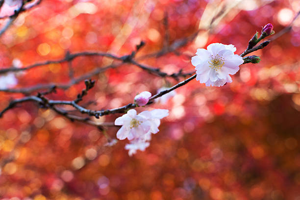 Shikizakura can be found in Obara district in Chiba prefecture Japan.