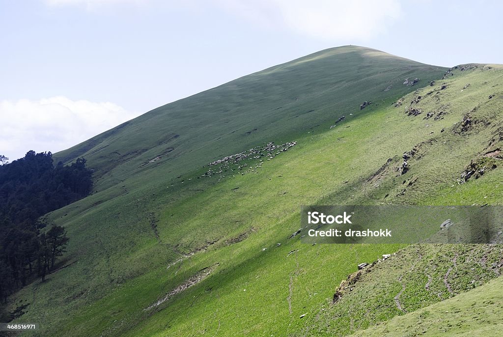 Meadows and Sheep High altitude meadow in the foothills of the Himalayas (famous Ali Bugyal) with a flock of grazing sheep. Animal Stock Photo