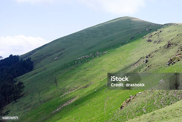 Meadows And Sheep Stock Photo - Download Image Now - Animal, Flock Of Sheep, Grazing