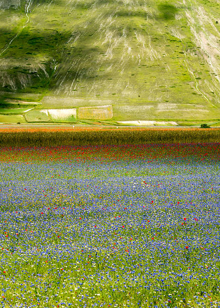 istock Piano Grande di Castelluccio (Italy) 468517640